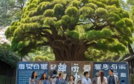 樟树庭诺信息技术咨询，选择优质咨询，开启未来
