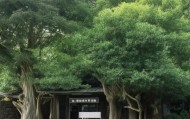 桑trees咨询部的位置与商业价值解析