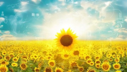 向日葵，温暖的咨询之光—向日葵信息咨询服务，帮助您在数字世界中找到方向