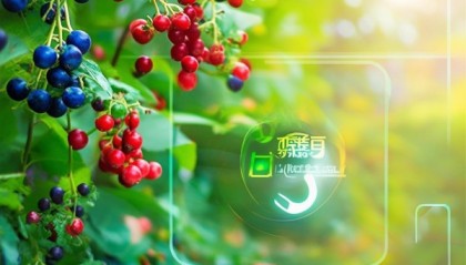 berries 品质 服务 北辰信息咨询服务—电话服务的智慧与价值
