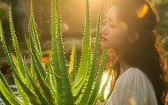 芦荟，智慧健康的新宠