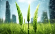 三棵草，信息技术咨询中的创新力量