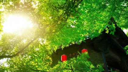 树叶下的智慧春光，岫岩信息咨询服务中心的诗意栖居