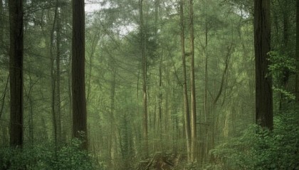 森瑜叉车信息咨询服务，叉次优化与安全保障