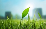 三棵草，一叶新希望—信息技术咨询中的创新与机遇