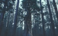 佳松，信息咨询领域的创新者